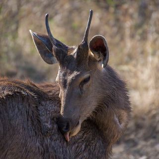 Panna - Sambar deer